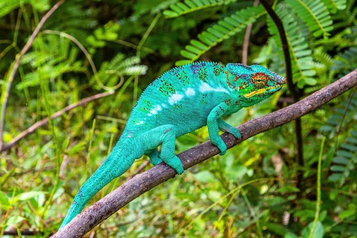 alina-trips-Eric-Excursions-bateau-nosy-komba-nosy-be-sortie-bateau (3)