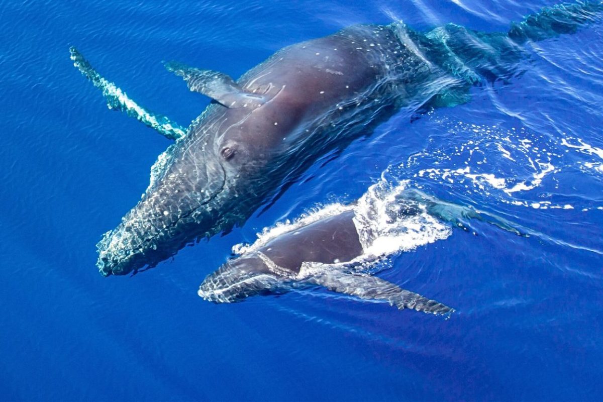 alina-trips-Eric-Excursions-bateau-nosy-komba-nosy-be-sortie-bateau (6)